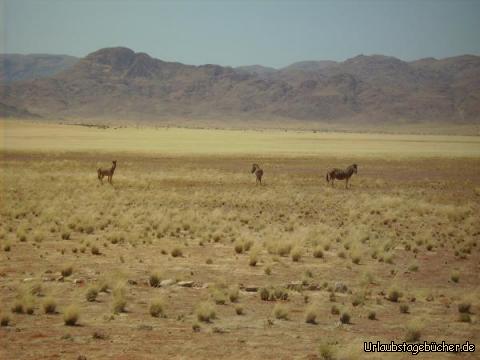 Zebras: Zebras in freier Wildbahn