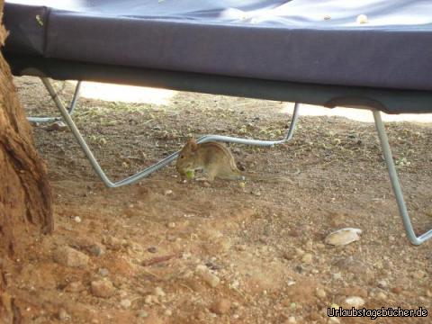 Mitbewohner: ein kleiner süßer Mitbewohner unseres Zeltplatzes