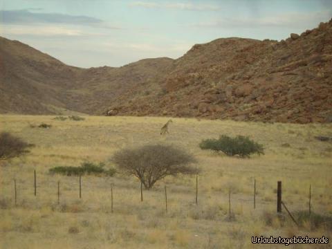 Giraffe: wir sehen unsere erste freilebende Giraffe