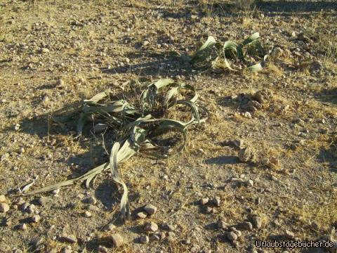 Welwitschie: die Welwitschie: Wappenpflanze Namibias und mit bis zu 2000 Jahren Lebenserwartung eine der ältesten Pflanzen der Welt