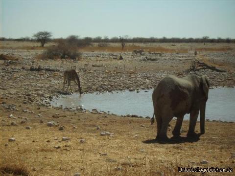 trinkende Giraffe: eine Giraffe trinkt am Wasserloch
(noch auf dem Bild: 1 Elefant, 1 Zebra, 2 Oryxe und unzählige Springböcke)
