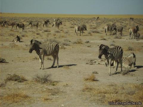 Zebras: Zebras im Etosha Nationalpark