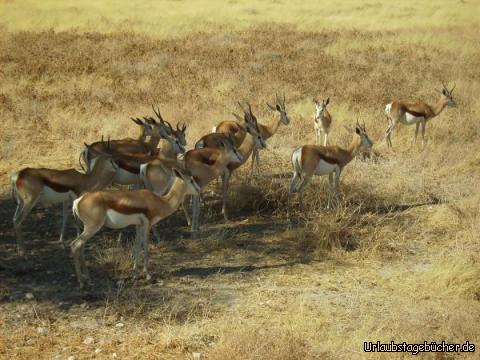 Springböcke: Springböcke im Etosha Nationalpark