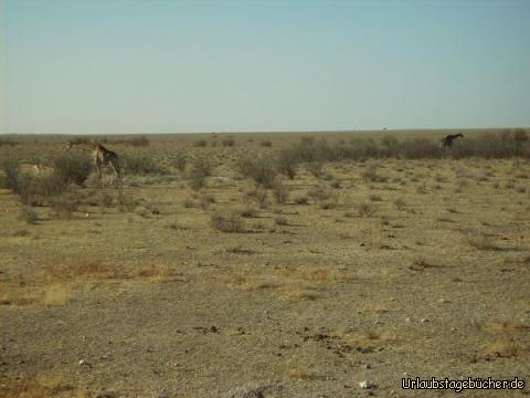 fressende Giraffen: fressende Giraffen im Etosha Nationalpark