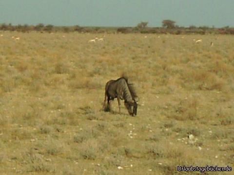 Gnu: ein fressendes Gnu im Etosha Nationalpark