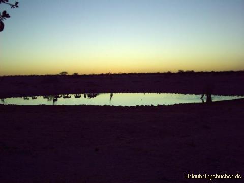 nach Sonnenuntergang: nach Sonnenuntergang kommen die Tiere zurück ans Wasserloch