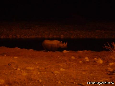 Nashorn: ein Nashorn am und im Wasserloch