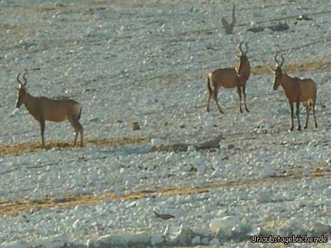 Kuhantilopen: Kuhantilopen im Etosha Nationalpark