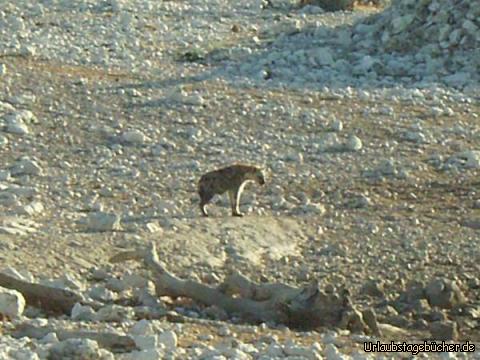 Hyäne: eine Hyäne im Etosha Nationalpark