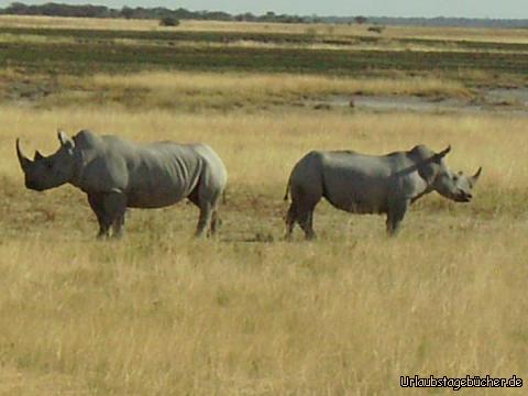 Breitmaulnashörner: zwei in Pose geworfene Breitmaulnashörnern im Etosha Nationalpark