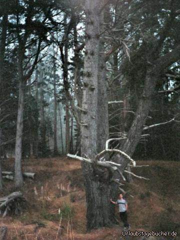 ich am Baum: hier steh ich an einem Baum an der Steilküste
unseres Zeltplatzes am New Brighton State Beach