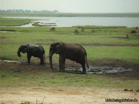 Chobe Nationalpark: viele viele Tiere im Chobe Nationalpark