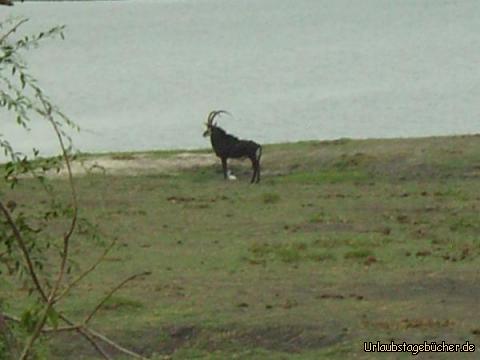 Rappenantilopen: eine der sehr seltenen und scheuen Rappenantilopen im Chobe Nationalpark