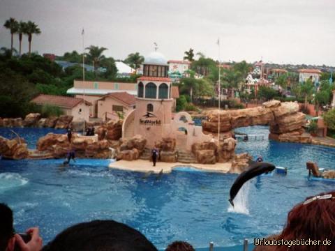 Delphinsprung: ein springender Delphin bei der Dolphin Show