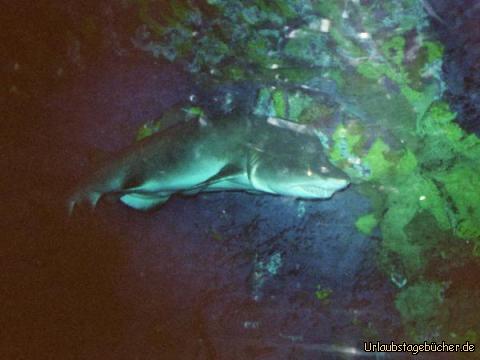 Hai: ein Hai direkt neben mir im Shark Encounter