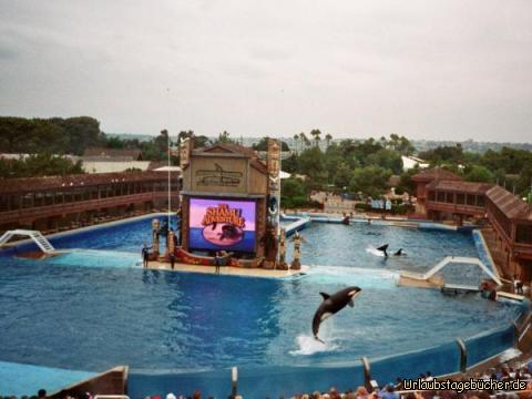 ein Wal: ein springender Killerwal bei der Shamu Show