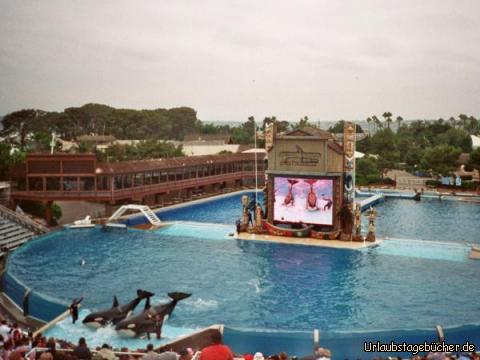 zwei Wale: zwei Killerwale bei der Shamu Show