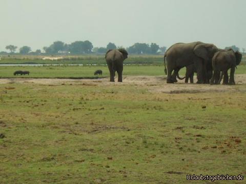 Elefanten und Flusspferde: Elefanten (rechts) und Flusspferde (hinten links) im Chobe Nationalpark