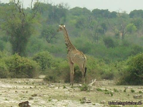 Giraffe: eine Giraffe im Chobe Nationalpark