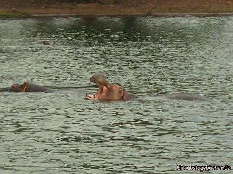 Flusspferde: Flusspferde im Chobe Nationalpark