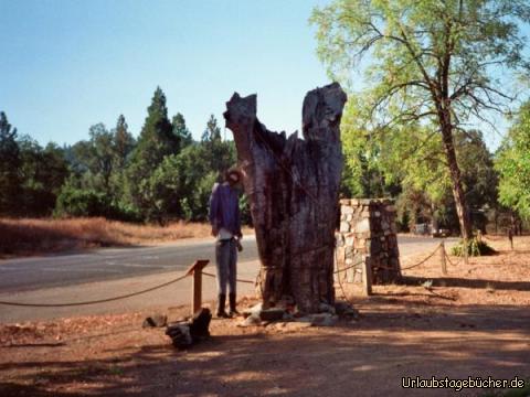 Hanging Tree: ein echter Hanging Tree