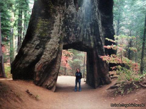 Tunnelsequoia: Anja unter einem Mammutbaum, durch den ein Tunnel gebaut wurde