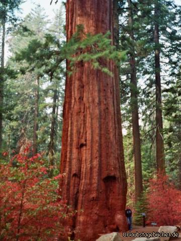 Anja am Sequoia: Anja neben einem Mammutbaum im Yosemite National Park