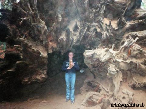 Sequoiawurzel: Anja in den Wurzeln eines umgestürzten Mammutbaums
mit einem riesigen (Mammutbaum-)Zapfen in der Hand