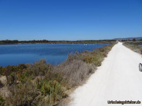 Flamingos zum Greifen nah im Ria Formosa: Flamingos zum Greifen nah im Ria Formosa