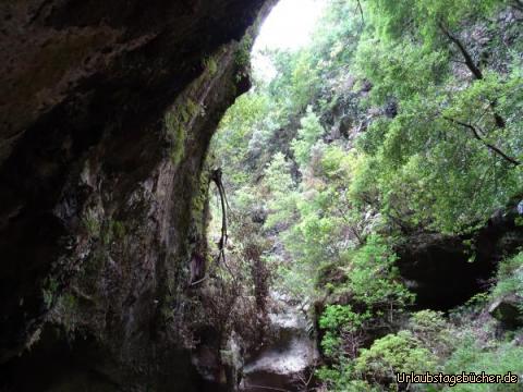 Dichte Lorbeerwälder in Los Tilos: Dichte Lorbeerwälder in Los Tilos