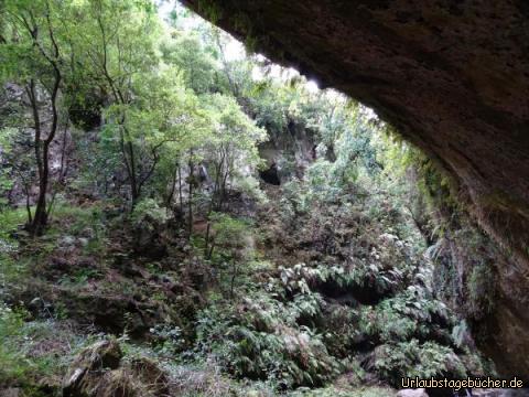 Urwald Los Tilos: Urwald Los Tilos