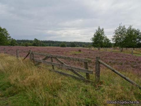 idyllische Barger Heide: 