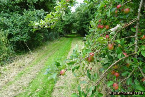 Alter Obstbaumbestand - Guten Appetit!: 