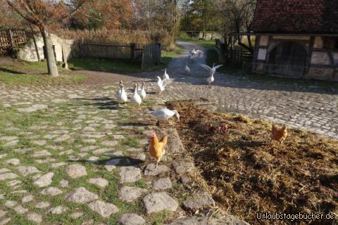 Im Gänsemarsch durchs Freiluftmuseum: 