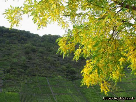 Weinberge an der Mosel: Weinberge an der Mosel