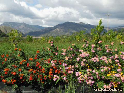 Blumenpracht bei Alcantara: 