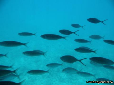 Blick aus dem U-Boot: Blick aus dem U-Boot