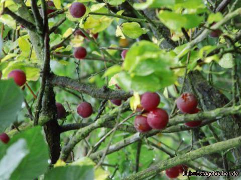 Obstlehrpfad in Hollern-Twielenfleth: 