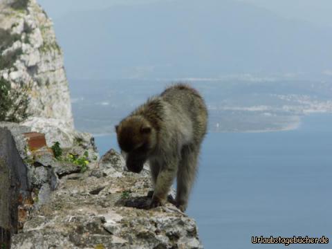 Die Affenmafia von Gibraltrar: Die Affenmafia von Gibraltrar