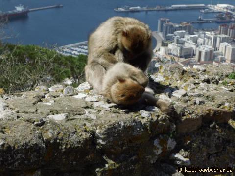 Gibraltar von oben : Gibraltar von oben 