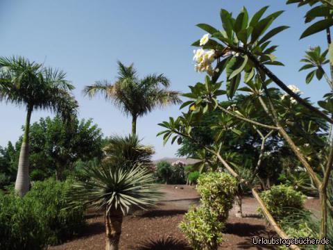 Gartenanlage Playitas: Gartenanlage Playitas