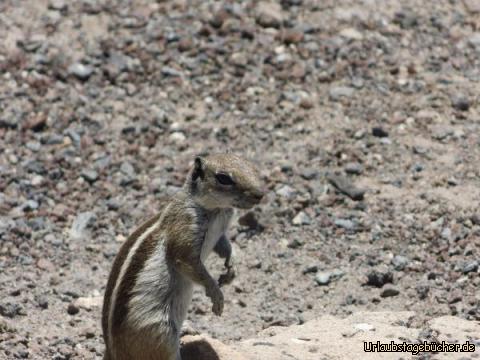 Atlashörnchen in Morro Jable: Atlashörnchen in Morro Jable