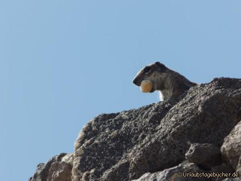 Überfallkommando in Morro Jable: 