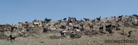 Ziegenfarm Fuerteventura: Ziegenfarm Fuerteventura