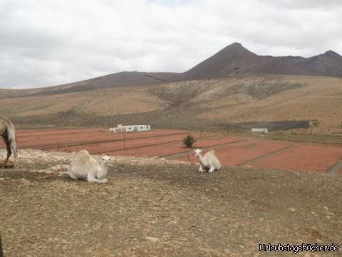 Bauernhof auf der Strasse zu Malpais Grande: Bauernhof auf der Strasse zu Malpais Grande