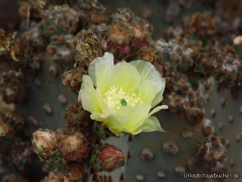 Kakteengarten Tiscamanita: Kakteengarten Tiscamanita