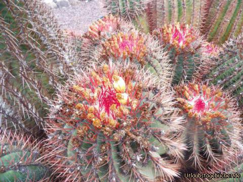 Kakteengarten Tiscamanita: Kakteengarten Tiscamanita