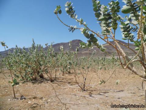 Umgebung La Atalayita: Umgebung La Atalayita