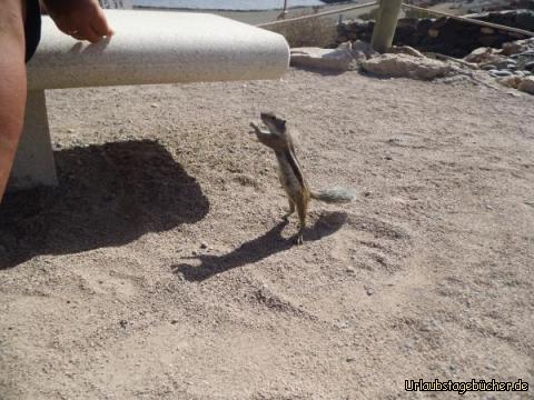 Streifenhörnchen am Salzmuseum Caleta de Fuste: Streifenhörnchen am Salzmuseum Caleta de Fuste
