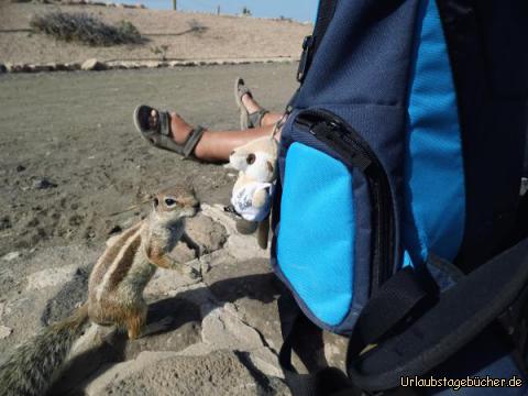 Streifenhörnchen verliebt sich in Plüschtier: Streifenhörnchen verliebt sich in Plüschtier